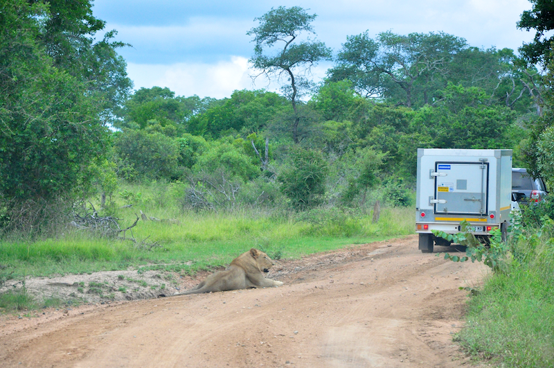 Melanie Heinrich - travel images - Lion Sands Private game reserver Hazyview